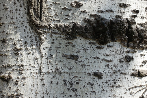 Backdrop - light grey bark of silver poplar tree