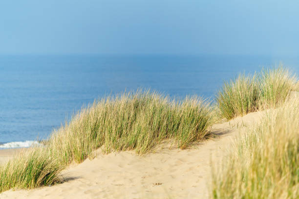 istock Sand dunes with marram grass and empty beach on Dutch coastline. Netherlands in overcast day. 1693429795