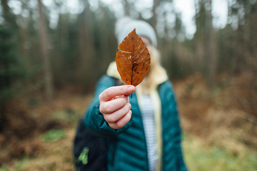 Close-up front view in Rothbury's woodlands, an unrecognisable young female student teenager is on an educational walk. She explores nature, blending lessons with the outdoors. She is holding a leaf up to the camera from the forest floor.