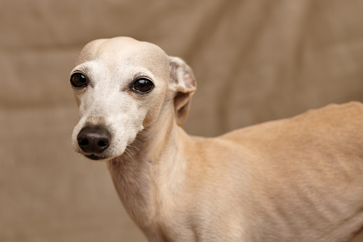 portrait of greyhound looking at camera