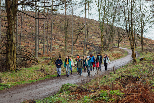 Wide view in Rothbury's woodlands, two teachers lead a large group of student teenagers on an educational walk. They explore nature, blending lessons with the outdoors. They have a map to guide their direction.