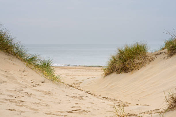 istock Beach view from the path sand between the dunes at Dutch coastline. Marram grass, Netherlands. 1693430065