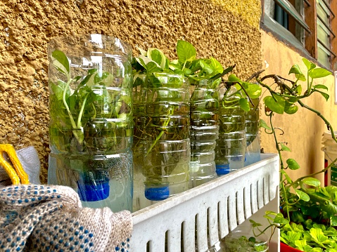Planting in recycled plastic bottles, garden, plastic, plants