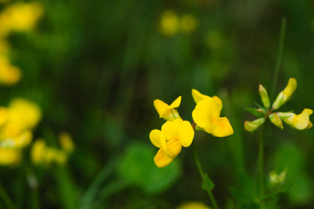 istock Yellow flowers garden background 1693430591