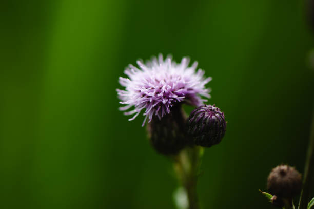 istock Purple flowers garden background 1693430597