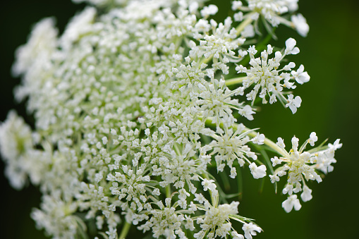 Close up of white echium flowers in bloom