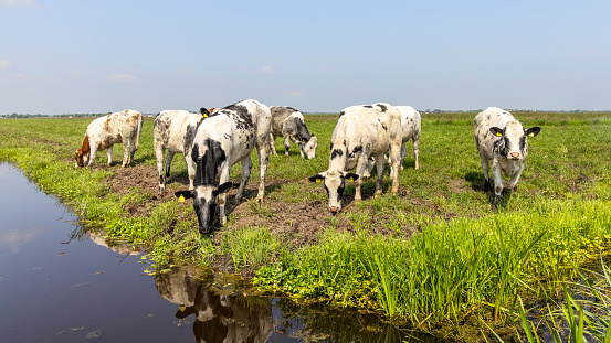 Group cows grazing happy in a green in a pasture bordered by a ditch, a panoramic wide view
