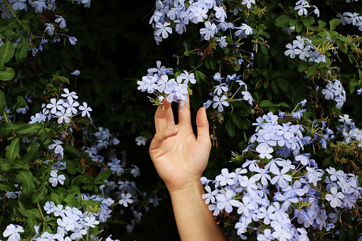 Hand of a woman with blue flowers. Selective focus. nature.