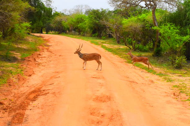 istock Wild life of Sri Lanka 1693437602