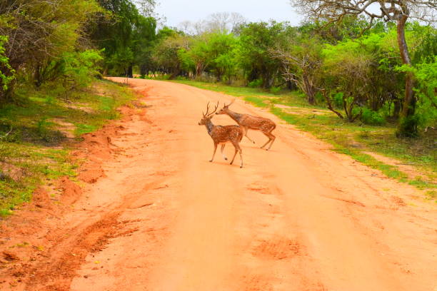 istock Wild life of Sri Lanka 1693438134