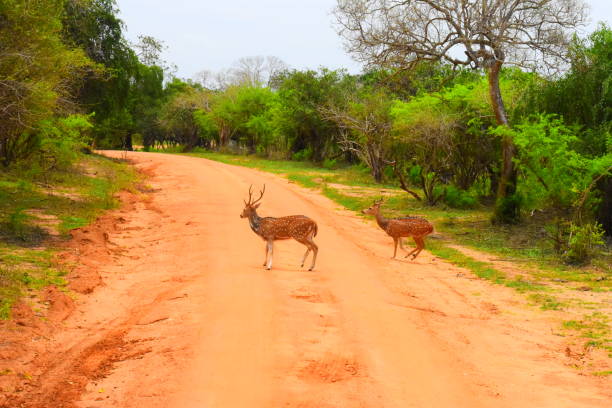 istock Wild life of Sri Lanka 1693438144
