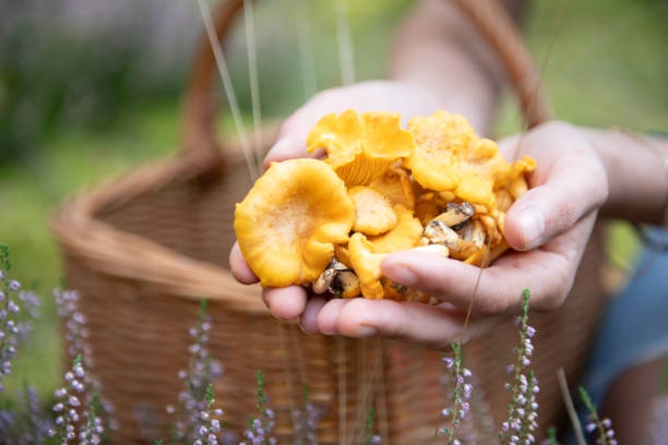 A woman with his hands cupped holding a bunch of fresh chanterelle mushrooms.