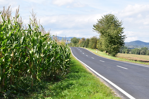 rural road in late summer