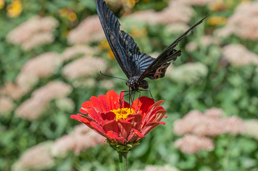 black butterfly collects nectar on a red flower