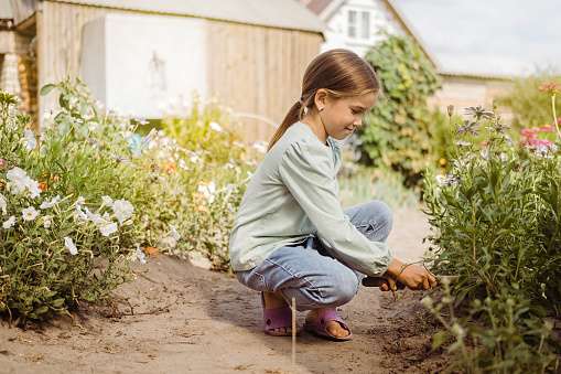 A little Caucasian girl is working in a garden bed, picking weeds, helping to take care of the garden