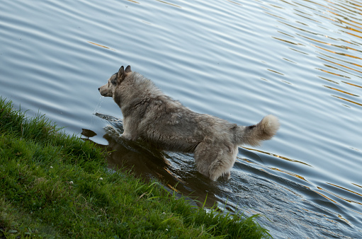 A mongrel yard dog stands in the water