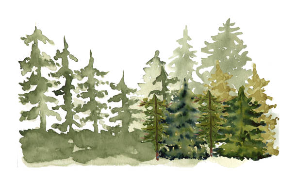 istock Watercolor Forest tree landnscape. Autumn pine tree Woodland background. 1693458204
