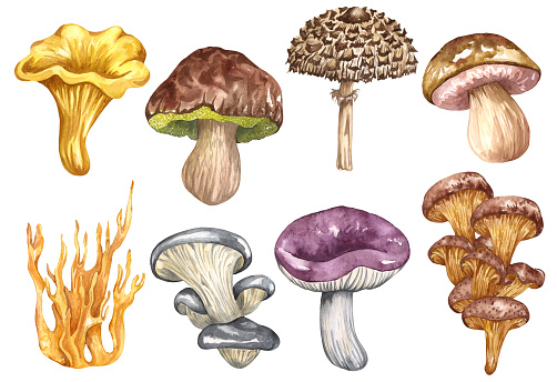 Watercolor edible mushrooms set, isolated on white background. Autumn foraging illustration