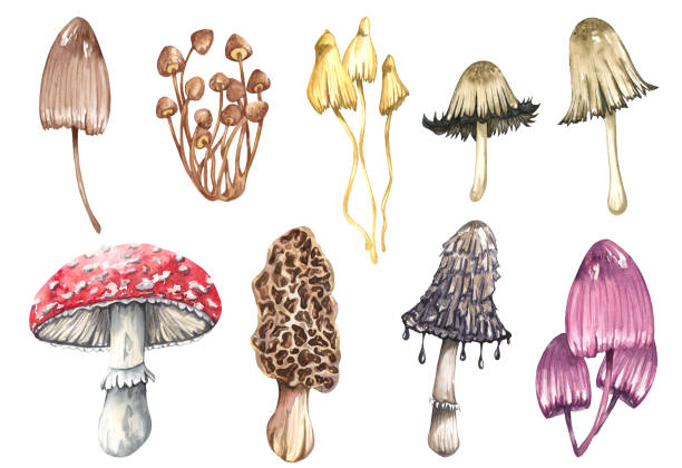 ilustrações, clipart, desenhos animados e ícones de aquarela cogumelos venenosos conjunto, isolado no fundo branco. ilustração da floresta de outono. - mushroom edible mushroom red botany