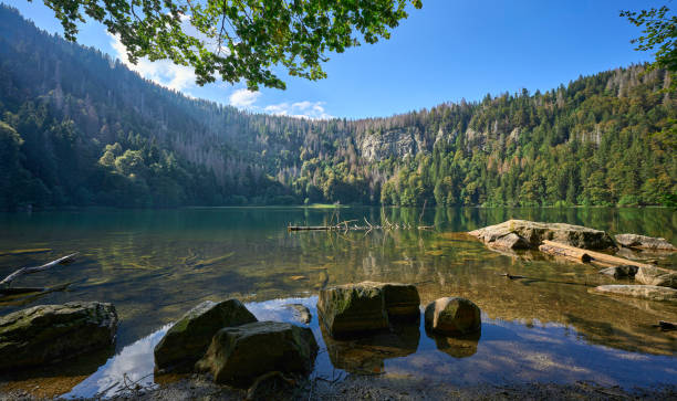 feldsee lake in black forest germany - black forest forest sky blue imagens e fotografias de stock