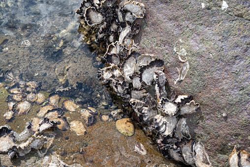 Sydney Rock Oysters growing wild in a New South Wales estuary.