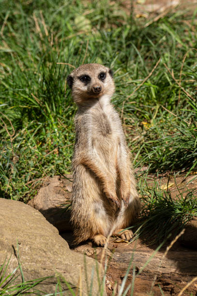istock Cute Meerkat in the wild 1693472555