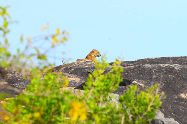 istock Wild life of Sri Lanka 1693478683