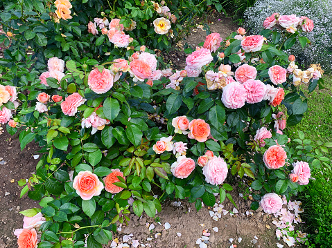 Rose blossom in a summer garden. Close-up of flowerheads.