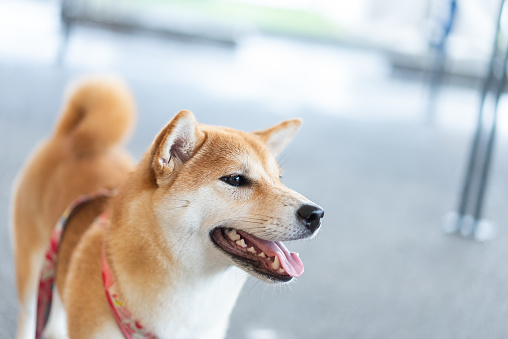 Close-up of Shiba inu dog face with copy space