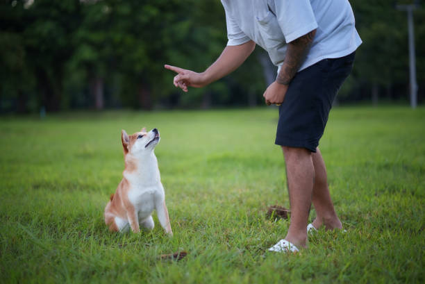 istock Man ordering Shiba inu dog to sit 1693489578