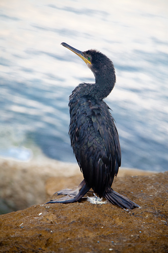 Phalacrocorax carbo standing on the cliff - Cormorant bird