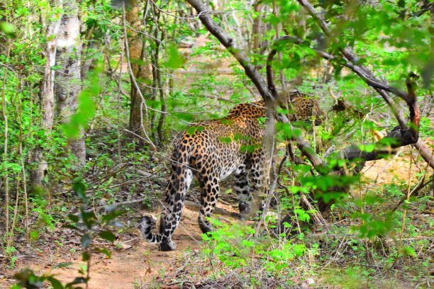 istock Wild life of Sri Lanka 1693493143