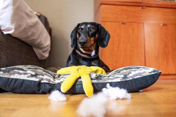 dachshund arrancando relleno de un juguete para perros - dachshund dog sadness sitting fotografías e imágenes de stock