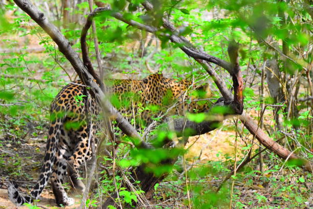 istock Wild life of Sri Lanka 1693503892