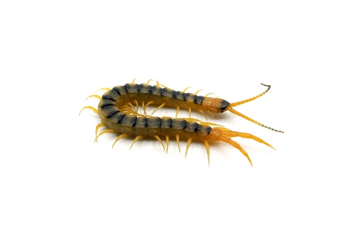 cenitipede, scolopendra isolated on white background