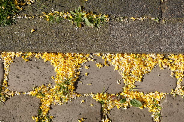 istock Cobblestone, cobblestones with yellow petals, Germany 1693520416