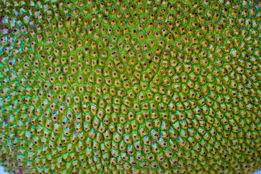 A close-up photo of the skin of a large jackfruit preparing to make a special fruit dish.