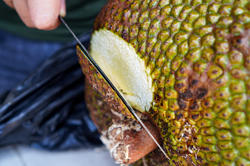A photo shows a chef using a knife to cut open a jackfruit shell on a kitchen table.