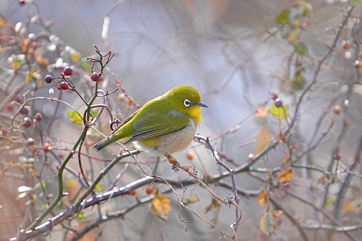 European Greenfinch, Chloris chloris. A bird sits on a branch and looks into the distance