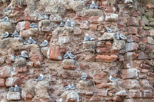 Kittiwakes nesting on an old sandstone wall in Dumbar harbor, Scotland