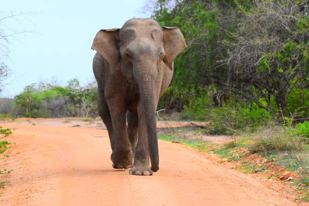 istock Wild life of Sri Lanka 1693530125