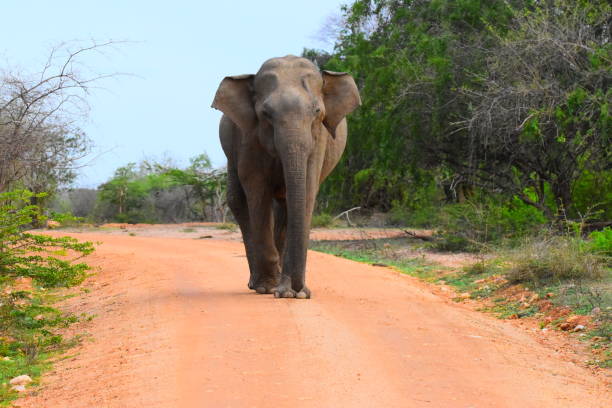 istock Wild life of Sri Lanka 1693530128