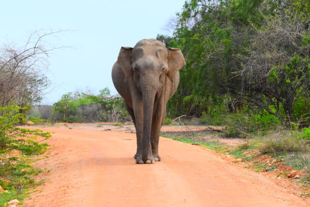 istock Wild life of Sri Lanka 1693530130