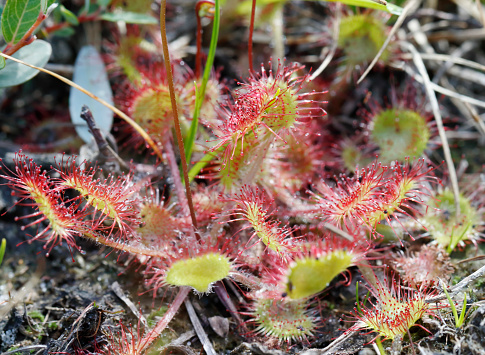 Common Sundew is a low Perennial. Plants usually solitary. Leaves rounded, long-stalked, horizontal or ascending; stalks hairy. Flowers white, 5mm, from the centre of the leaf-rosette, much overtopping the leaves.\nHabitat: Wet heaths, moors and Sphagnum bogs, especially around margins of bog pools, on acid soils.\nFlowering Season: June-August.\nDistribution: Throughout Europe, except Spitsbergen.\n\nThis carnivorous Species is to found in the described Habitats in the Netherlands.