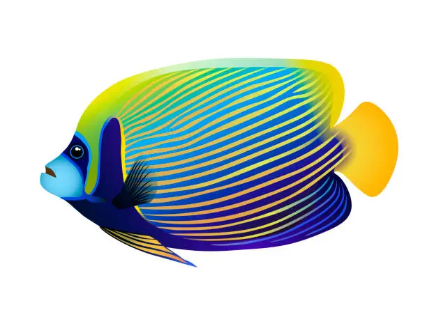 Vector illustration of Emperor angelfish (Pomacanthus imperator). Vector illustration.