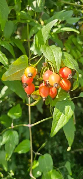istock A rose hip (Rosa canina) bush bearing ripe rose hips (Rosa canina). 1693534245