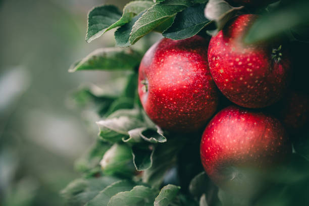 istock Red apples on a branch in an apple orchard. 1693543373