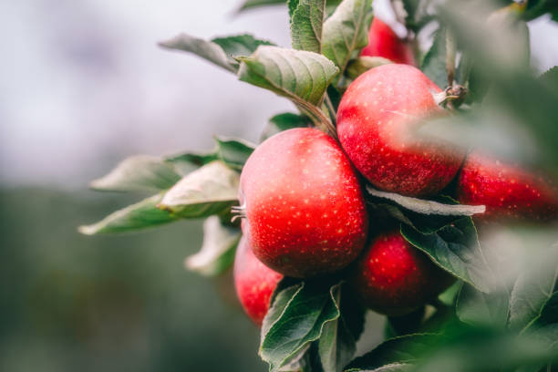 istock Red apples on a branch in an apple orchard. 1693544138