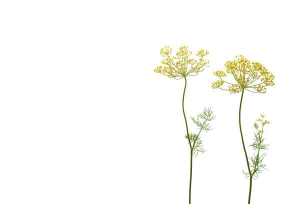 istock Dill flowers isolated on white background. Top view, flat lay, copy space. 1693544682