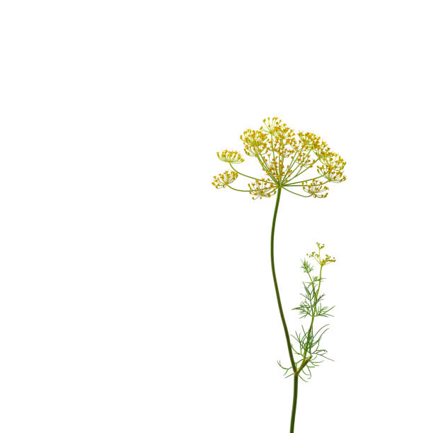 istock Fennel flowers isolated on a white background. 1693544711